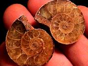 cab_ammonite9-10_01-01.jpg