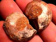 cab_ammonite9-10_01-02.jpg