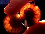 cab_ammonite9-10_01-03.jpg