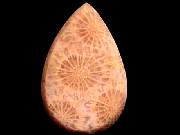 cab_coral-star9-10_01-01.jpg