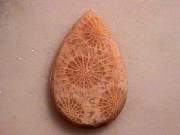 cab_coral-star9-10_01-02.jpg