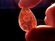 cab_coral-star9-10_01-03.jpg