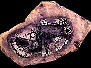 cab_opal-fluorite9-10_01-03.jpg
