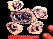 cab_opal-fluorite9-10_01-08.jpg