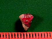 mineral_red-beryl9-10_04-03.jpg