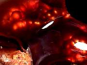 rough_agate-fire9-10_01-01.jpg