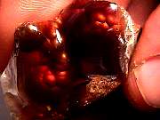 rough_agate-fire9-10_01-04.jpg