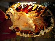 rough_agate-montana-iris9-10_01-02.jpg
