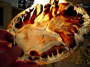 rough_agate-montana-iris9-10_01-03.jpg