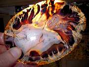 rough_agate-montana-iris9-10_01-04.jpg