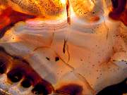 rough_agate-montana-iris9-10_01-08.jpg