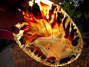 rough_agate-montana-iris9-10_01-09.jpg