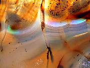 rough_agate-montana-iris9-10_01-12.jpg