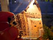 rough_agate-montana-iris9-10_02-04.jpg