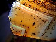 rough_agate-montana-iris9-10_02-08.jpg