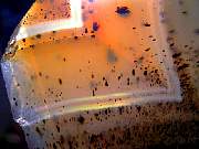 rough_agate-montana-iris9-10_02-09.jpg