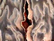 rough_agate-ochoco9-10_01-01.jpg