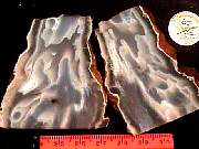 rough_agate-ochoco9-10_01-03.jpg