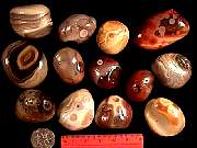 rough_agate-rainflower9-10_01-01.jpg