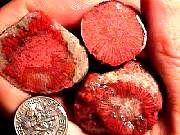 rough_coral-redhorn9-10_01-01.jpg