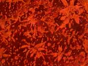 rough_coral-star9-10_01-01.jpg
