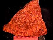 rough_coral-star9-10_01-02.jpg
