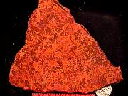 rough_coral-star9-10_01-03.jpg