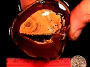 rough_jasper-sahara9-10_01-01.jpg
