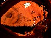 rough_jasper-sahara9-10_01-02.jpg