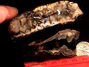 rough_jasper-tahoma9-10_01-03.jpg