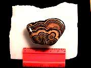 rough_onyx-flower9-10_01-03.jpg