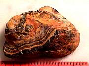 rough_onyx-flower9-10_01-04.jpg