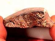 rough_onyx-flower9-10_02-05.jpg