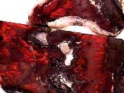 rough_agate-flame7-10_01-1.jpg