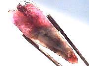 mineral_cocoxenitewand1-11_03-5.jpg