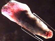 mineral_cocoxenitewand1-11_04-5.jpg