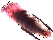 mineral_cocoxenitewand1-11_04-6.jpg