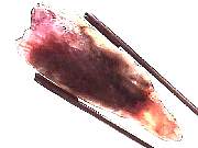 mineral_cocoxenitewand1-11_05-6.jpg