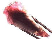 mineral_cocoxenitewand1-11_06-5.jpg