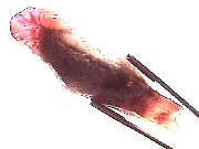 mineral_cocoxenitewand1-11_08-5.jpg