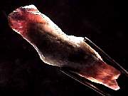 mineral_cocoxenitewand1-11_08-6.jpg