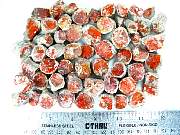 rough_coral-redhorn-01_0001.JPG