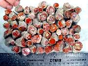 rough_coral-redhorn-01_0001.JPG