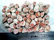 rough_coral-redhorn-01_0002.JPG