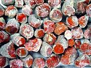 rough_coral-redhorn-01_0003.JPG