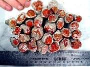 rough_coral-redhorn-02_0001.JPG