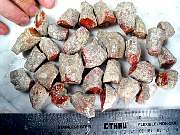 rough_coral-redhorn-02_0004.JPG