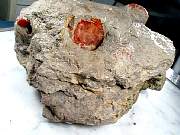 rough_coral-redhorn-01_0001.JPG