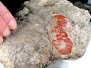 rough_coral-redhorn-01_0003.JPG
