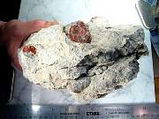 rough_coral-redhorn-01_0007.JPG